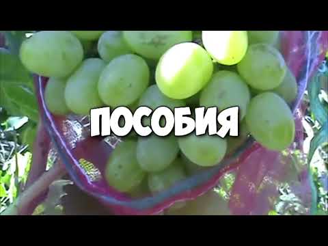 Трейлер канала Благородный Виноград