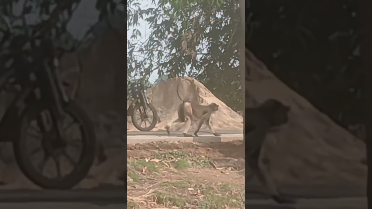 বাদরের কান্ড #ভিডিও