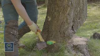 Famous case study 2- tree removals Wealth