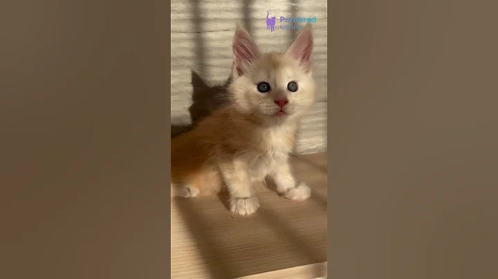 Video 11473101: tabby maine coon kitten, red tabby maine coon, tabby maine coon boy, gray maine coon, gentle maine coon, eyed maine coon, mainecoon