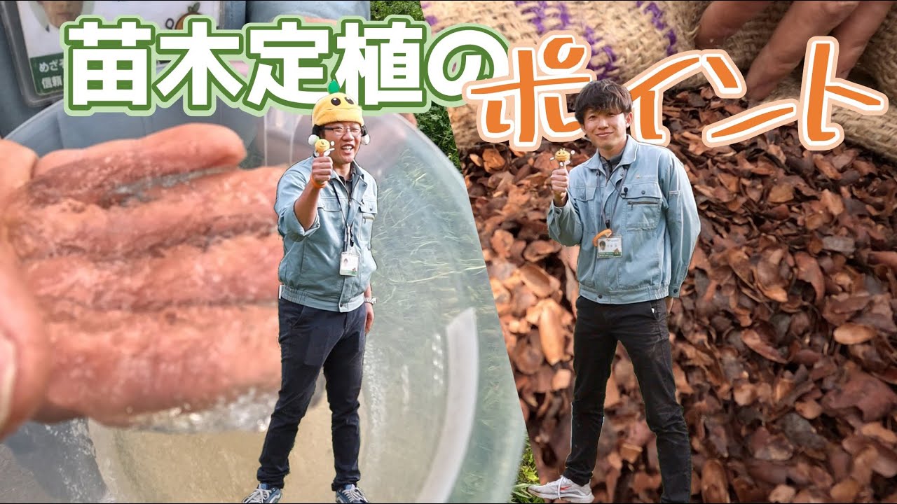 温州ミカンの苗木定植ポイント！