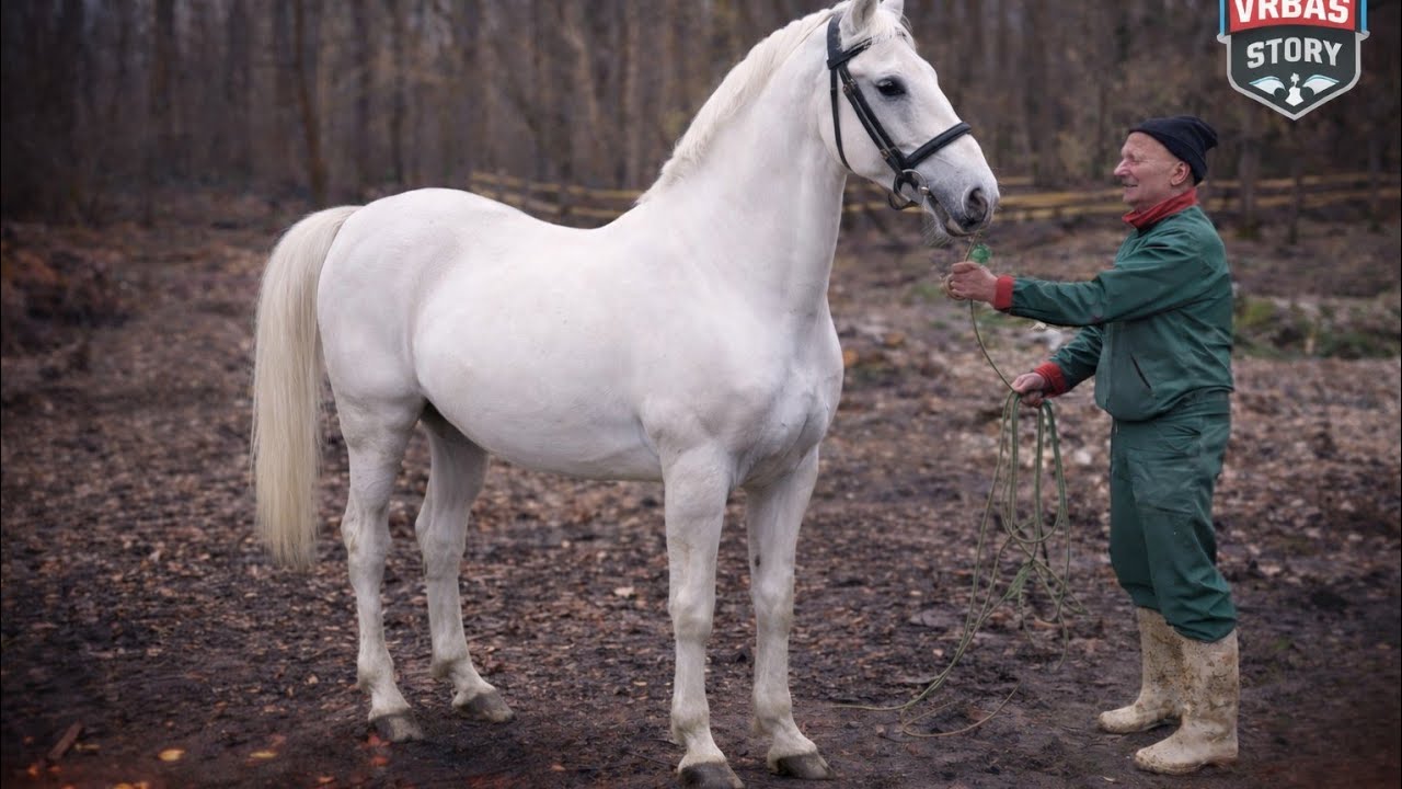 U Srbcu smo pronašli blago tradicije – Ergela Mitraković i veličanstveni lipicaneri!