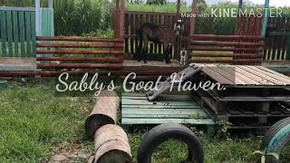 Masked Travellers Meeting Sablys Goats