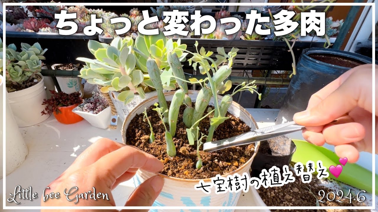 Succulents] Repotting a Shippo tree that has grown too long