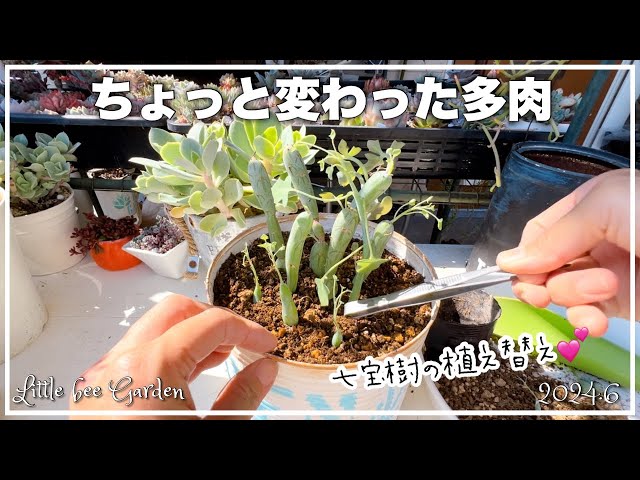 Succulents] Repotting a Shippo tree that has grown too long
