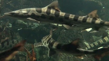 The Leopard Shark Experience: Inside a Shark Tank