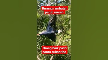Burung rambatan paruh merah#shorts#shortvideoviral#burung#vidio#shortviral