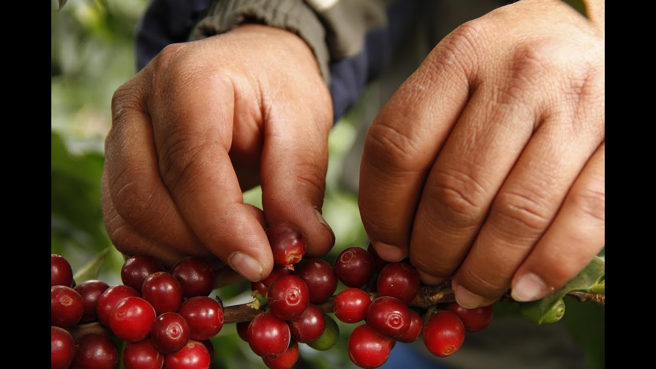 Global Coffee Supply Chain - How Coffee Travels from Farms to Your Cup (AgroWholesale Global)
