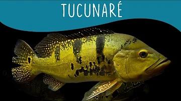Qual é a melhor isca para pegar tucunaré?