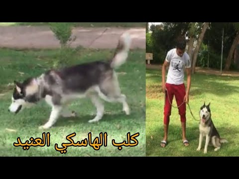 تدريب كلب الهاسكي في خمسة ايام فقط 