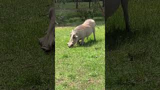 Warthog Eating Gr And Getting Annoyed - Kenya