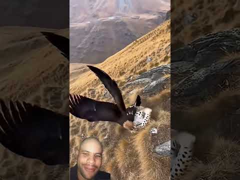 شاهد كيف ينقض فهد بصقر Animals Foryou Reels Remix Shortvideo Viral Viralvideo Viralshorts 