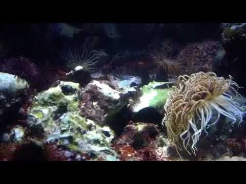 წყალმცენარეები