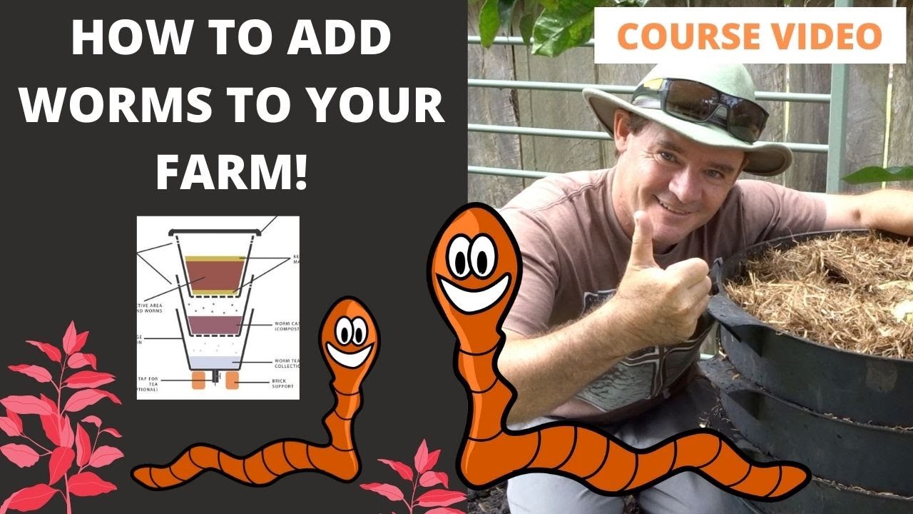 VIDEO 9: How to Add Worms to Your Worm Farm VIDEO COURSE