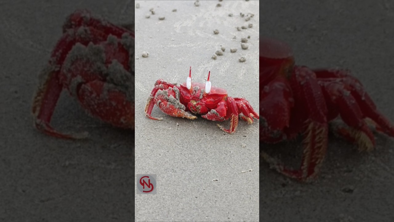 The Red Crab at sea beach 