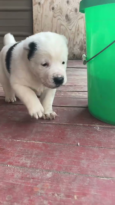 Alabai Puppy transformation 2 weeks difference! #alabaipuppies