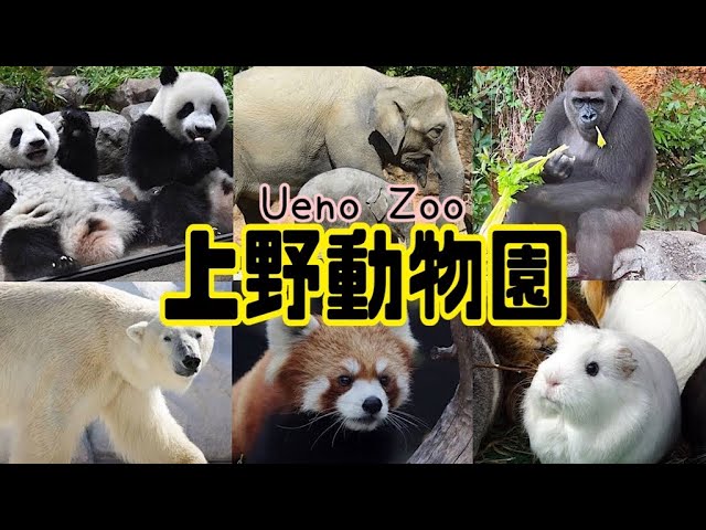 水彩画　　上野動物園の仲間達 水彩画 上野動物園の仲間達