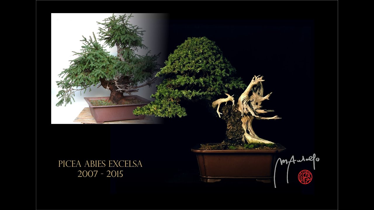 Picea abies di Michele Andolfo