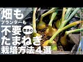 【こんなに育つのか！】玉ねぎを畑・プランター無しで育てる方法｜袋栽培｜ペットボトル栽培｜水耕栽培