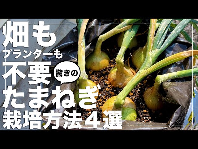 They grow so well!] How to grow onions without a field or