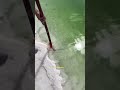 Harvesting Natural Crystal Salt from a Lake! 🧂✨