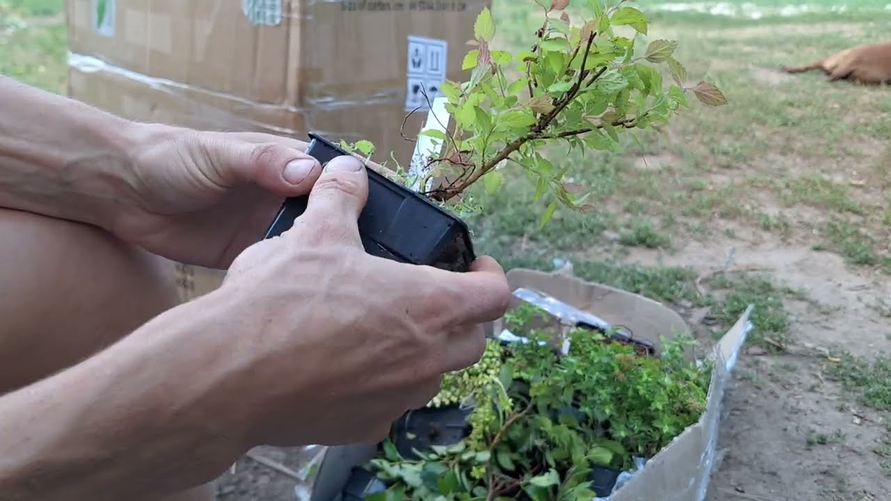 Распаковка посылки с растениями от Зелені Янголи. 2024. Все как есть.