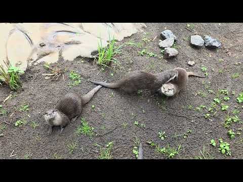 Oriental small-clawed otter / Aonyx cinereus