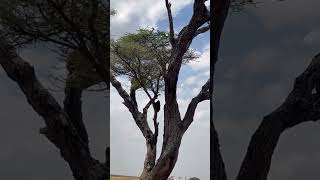 Monkey climbing up the tree.🐒 #shortsfeed #youtubeshorts #monkey #monkeys #animallife #safari #viral