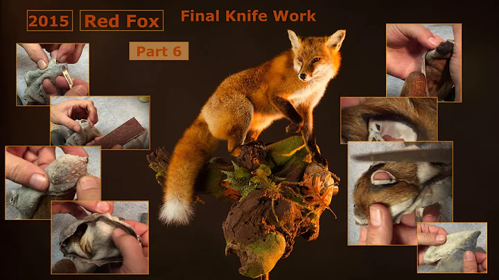 Step 6 ~ Red Fox ~  Preparing Skin for Mounting