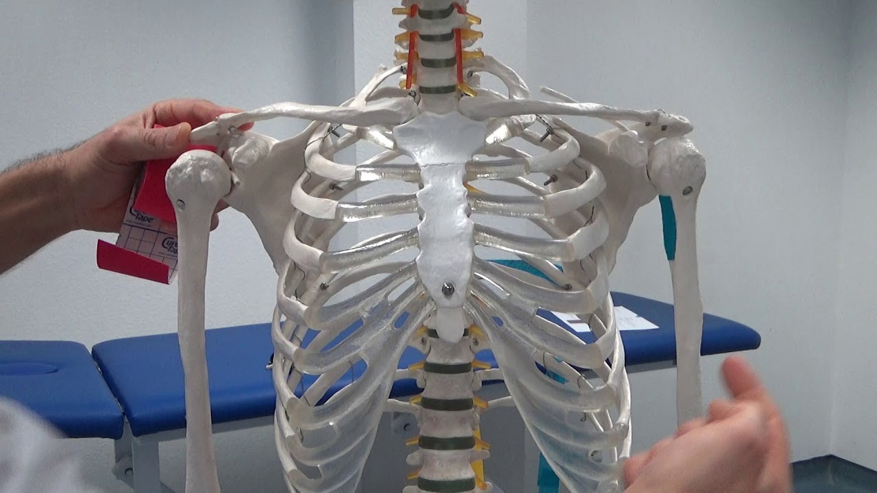 Schultermuskeln - m.latissimus dorsi