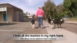 Loose Leash Walking: Multiple Dogs