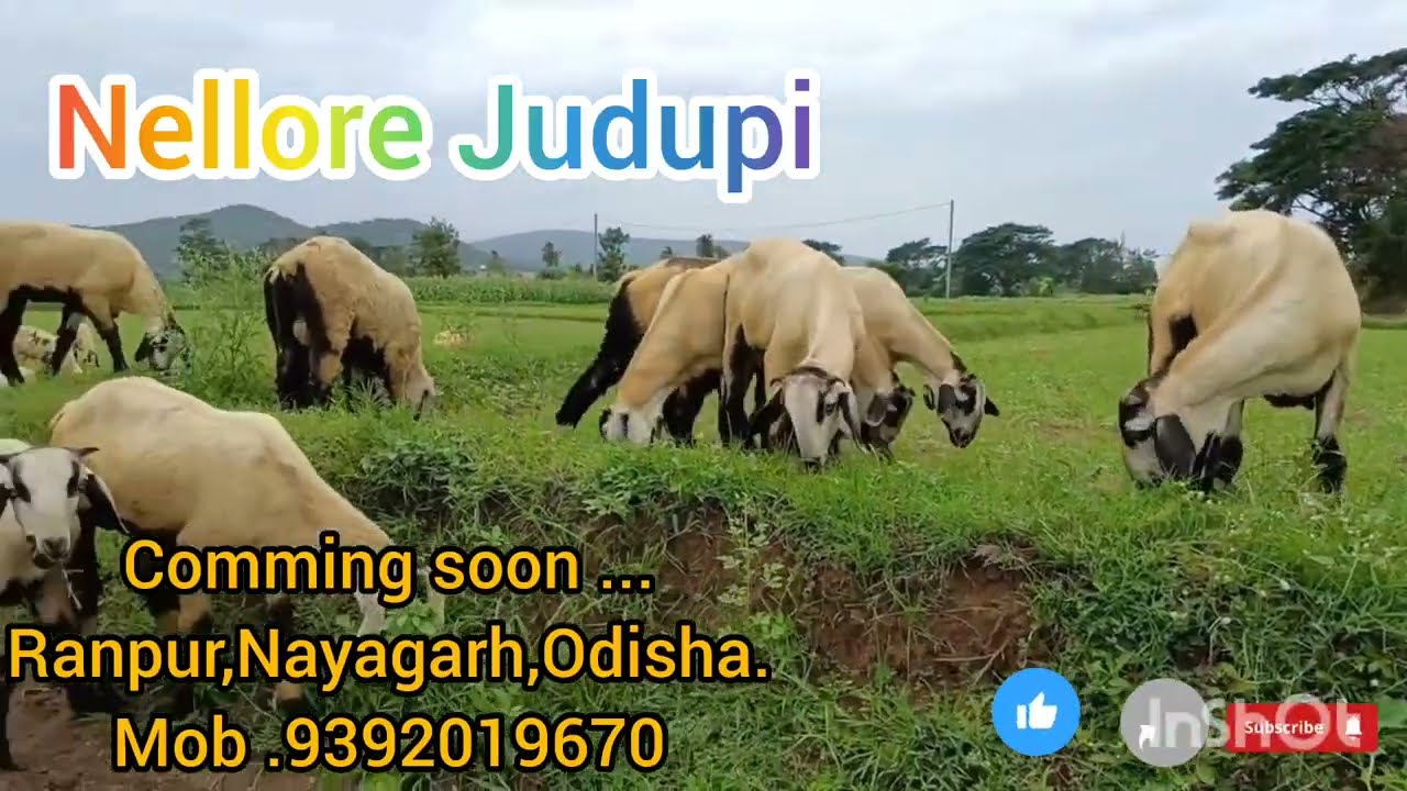 Nellore Judupi veds sheeps//Comming Soon...//@Odisha Farming with Rinku//@odisha farming.