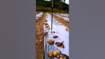 Sharing the process of breaking the membrane - a good method can do more with less