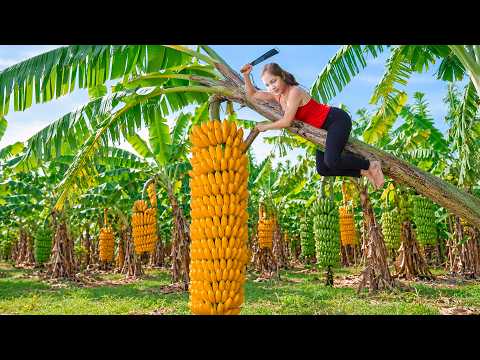 Harvest 100 meter long Yellow Banana Goes to Market Sell | Phương Farm Life | Hanna Daily Life