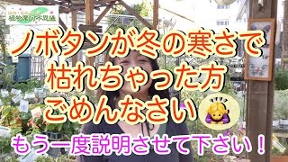 ノボタン コートダジュールが冬にダメになっちゃった方 諦めないで Youtube