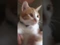 he peed on the couch