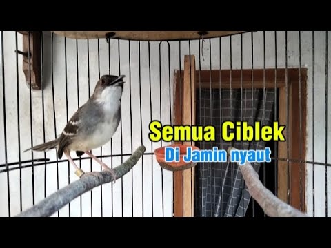 Ciblek kristal Gacor ribut dengan ciblek betina 