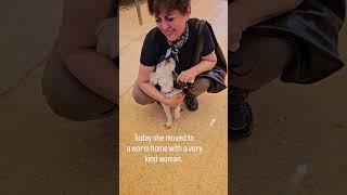 Nobody Wanted This Dog… Now Look at Her ❤️ #rescue #shelter #puppy