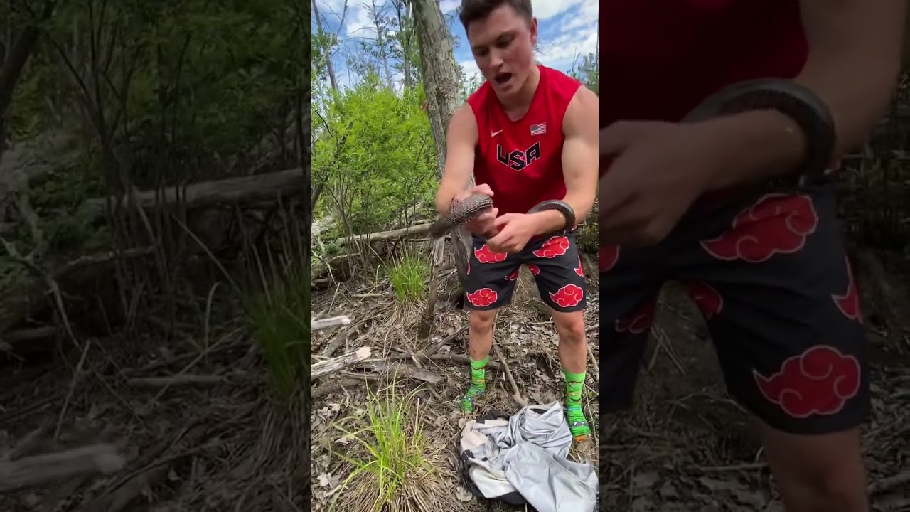 Chunky Northern water snake! 🐍 