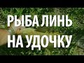 РЫБА ЛИНЬ - КАК ЛОВИТЬ ЛИНЯ на ПОПЛАВОЧНУЮ УДОЧКУ