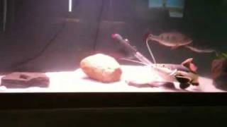 Famous Red tail catfish eats dead mouse Net Worth