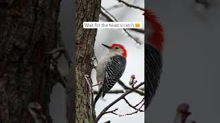 🔥 Red-bellied woodpecker. Wait for the head scratch and the red belly ♥️🤗 #cuteanimals  #birds