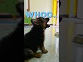 Doing Kichu Kichu for கருப்பன் 😍🐕" Too Cute to Handle #puppy #cutepuppy #dog #germanshepherdpuppy