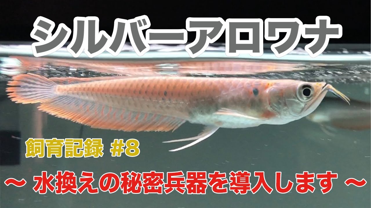 Silver Arowana Breeding Record #8 ~ Introducing the secret weapon