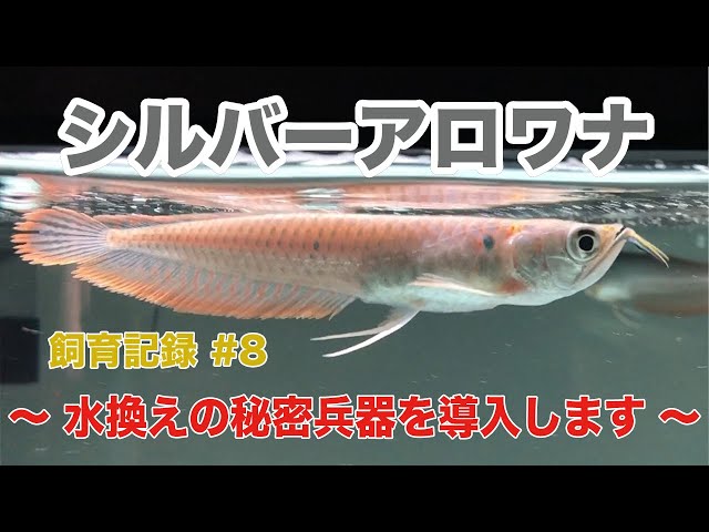 Silver Arowana Breeding Record #8 ~ Introducing the secret weapon