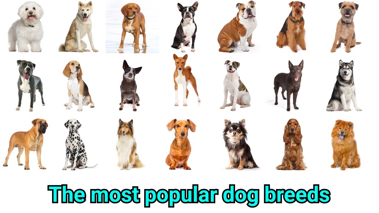 the most popular dog breeds with their lifespan, temperament YouTube