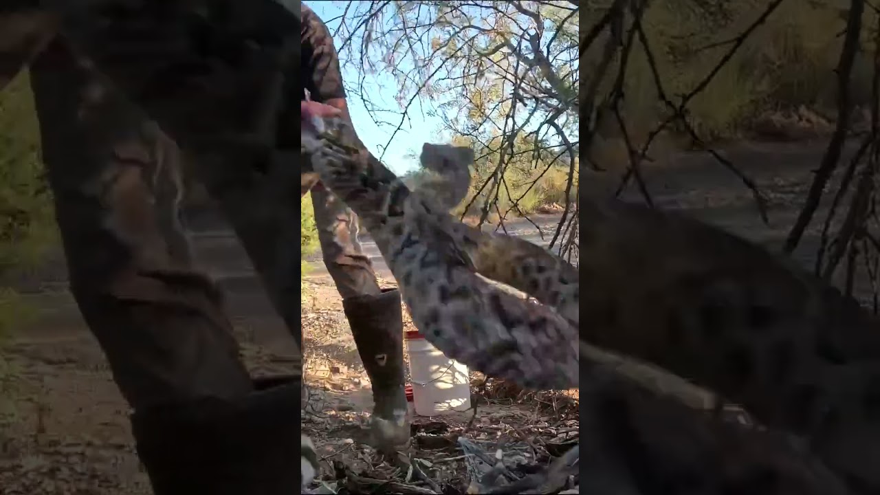 Rattlesnake Going Home