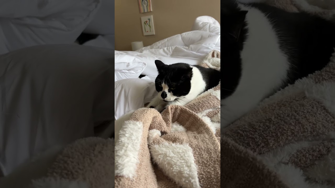 @the4tuxedocats Гуч печет печенье для всех 