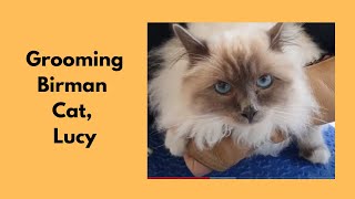 Grooming A Birman Cat