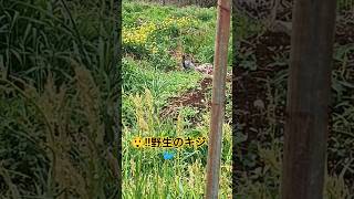😲‼️野生のキジ🐦️📸